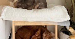 IKEAのサイドテーブル「ネスナ」で、猫の2段ベッドを作った