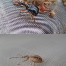 ヒメクロオトシブミ始動Leaf-Rolling Season Begins: Apoderus erythrogaster in Action