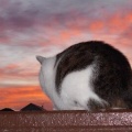 猫に小判を与えたら。 埋蔵金：千九百拾伍両　面倒ぅなヤツぅ。