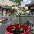 綿花栽培・６４日目の記録