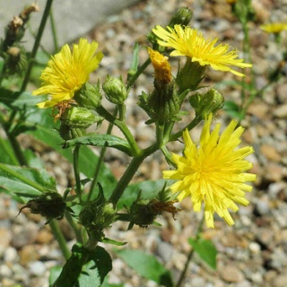 雑草をめぐる物語