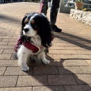 不機嫌な時は、何を言ってもプイプイ! / 20㎏超えのキャバリア