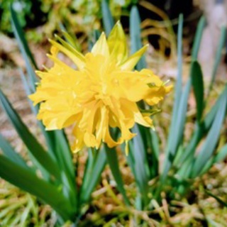 龍雛札記～千葉山貴公・たけのこブログ～