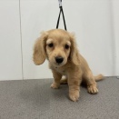 今日のわんこ
