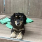 三重県 ペットショップワンラブ カインズ明和店のスタッフブログ