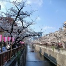 昼の目黒川の桜①…