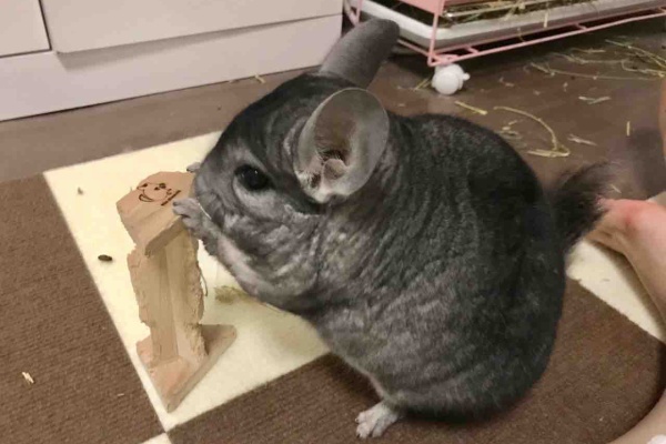 ちんちら中心生活 一人暮らし女の嗜み チンチラ