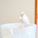文鳥がとんでもない所で巣ごもりを始めました