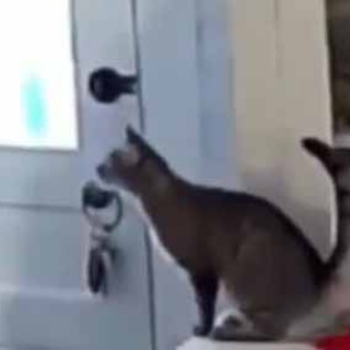 猫の動画 ねこわん！