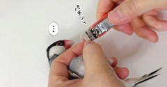 換羽中にごめんね