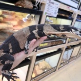 『新入荷！まずはトカゲ！！』の画像