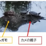 ミサの星占い