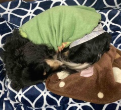 全く問題なし。但し呼吸が、だそーだ。