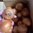 カウシェ　第２弾