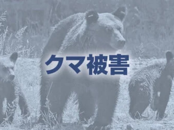 タケノコ採り中にクマと遭遇、ノコギリで追い払うも転倒して骨折…宮城・大崎の７０代女性