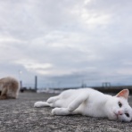 猫写真家・沖 昌之のブログ　野良ねこちゃんねる。　