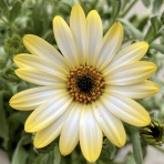 ヒロシマの視線