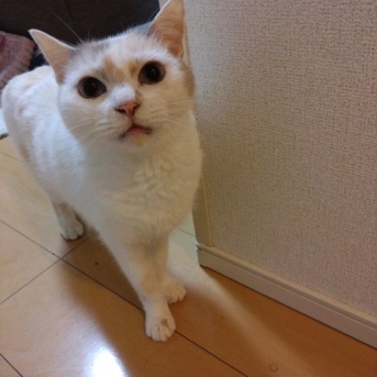 実物のﾈｺﾁｬﾝたちセカンド248