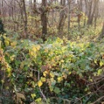 ①砂漠 ②海上 ③樹海 ←この中で遭難して1番マシなのはどれか？