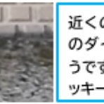 ミサの星占い