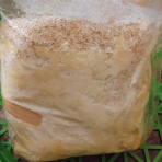 オオクワガタの常温飼育記録