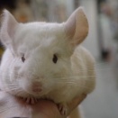 不二屋のチンチラと、チンチラも大好きなナツメのおやつ。