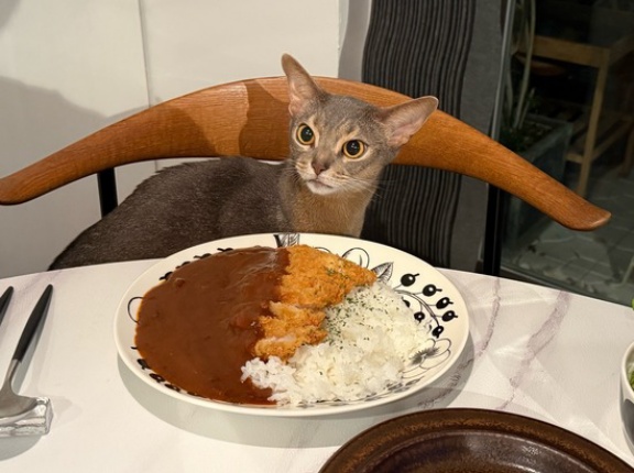 久々カツカレーの夜ごはんと、楽天マラソンラストスパート