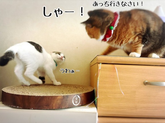 ボーダーガード凛さん