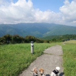 元保護犬 マルチーズとトイプードルの記録♪