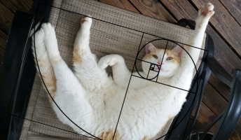 知ってた?猫が完璧な黄金比を持つ動物だったってこと(画像あり)