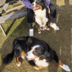 バーニーズマウンテンドッグ　オレはレオン