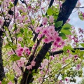 4月9日（木）の花🌸三昧•4…造幣局桜の通り抜け2