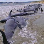 大地震の予兆？　チリの海岸でクジラ大漁打ち上げ！！　オカルト板で隕石落下を予言していた人もいた！