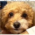 飼い主がいない時のきなこを観察してみた