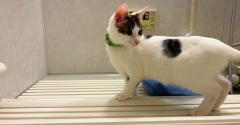 風呂来る猫も好き好き
