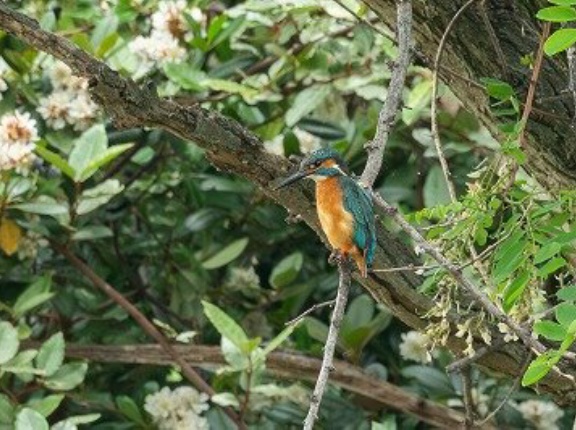 2026年5月7日の野鳥公園