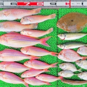 2025年11月16日　釣果