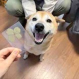 『柴犬よつばちゃん、貧血でした...』の画像