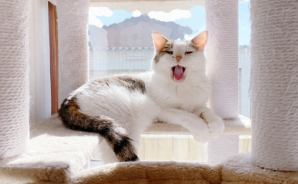 日向ぼっこ中の