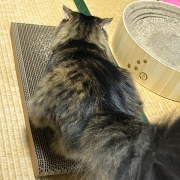 ブラッシング大好き猫