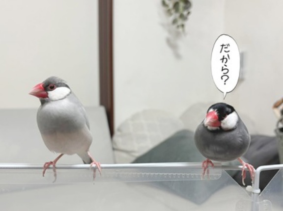 文鳥男子たちの空中戦