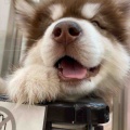 ハスキーじゃないよ🐶
