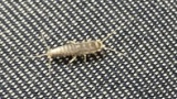 家に変な虫いたんやが（※画像あり）
