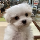 新入生（犬の部🐶🐾）