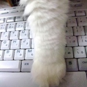 読者の皆様のおかげでブログ開設20年