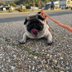 パグ・金太郎ブログ♪