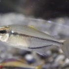 『11月9日(木)熱帯魚入荷情報✨』の画像