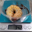 2025年幼虫♂　最終ボトルへ①／体重は平均＋1.7gと順調な推移