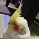 飼い主、スギ花粉ピーク去る