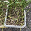 2026年　葉ニンニク　葉の再生テスト